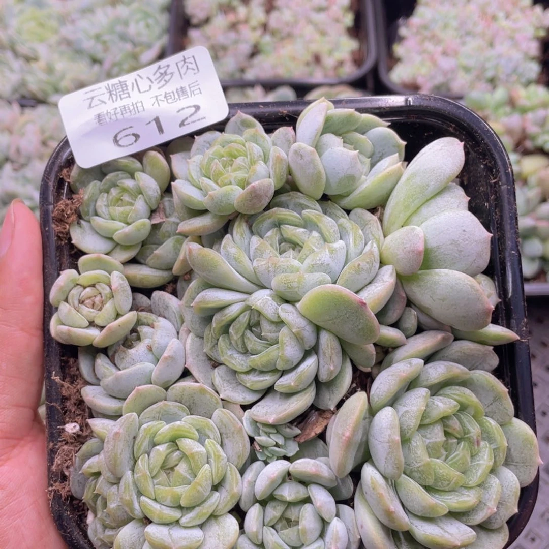 云糖心多肉植物612