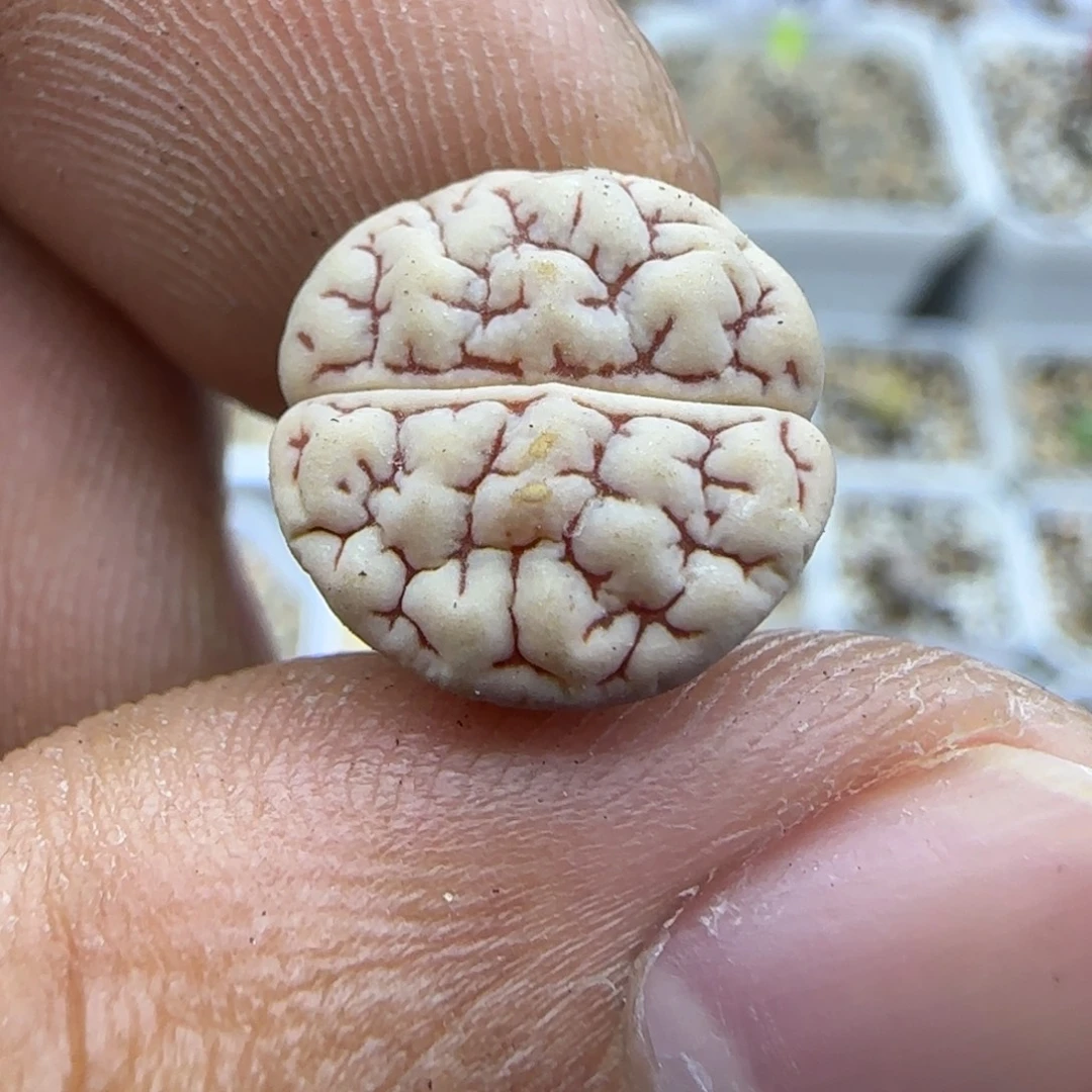 186 生石花大棚直播