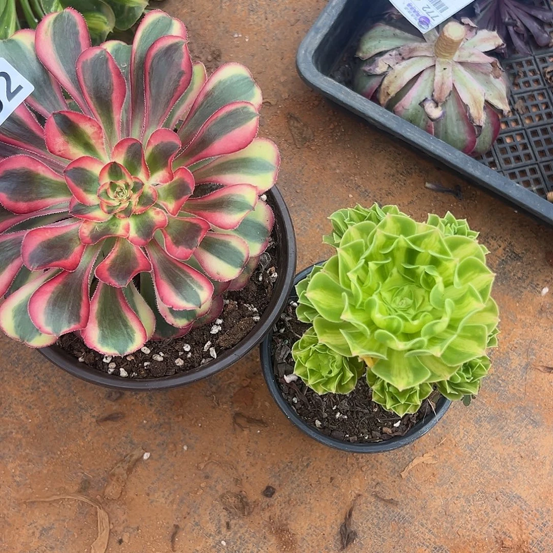 余***教精品多肉植物402翡翠琉璃