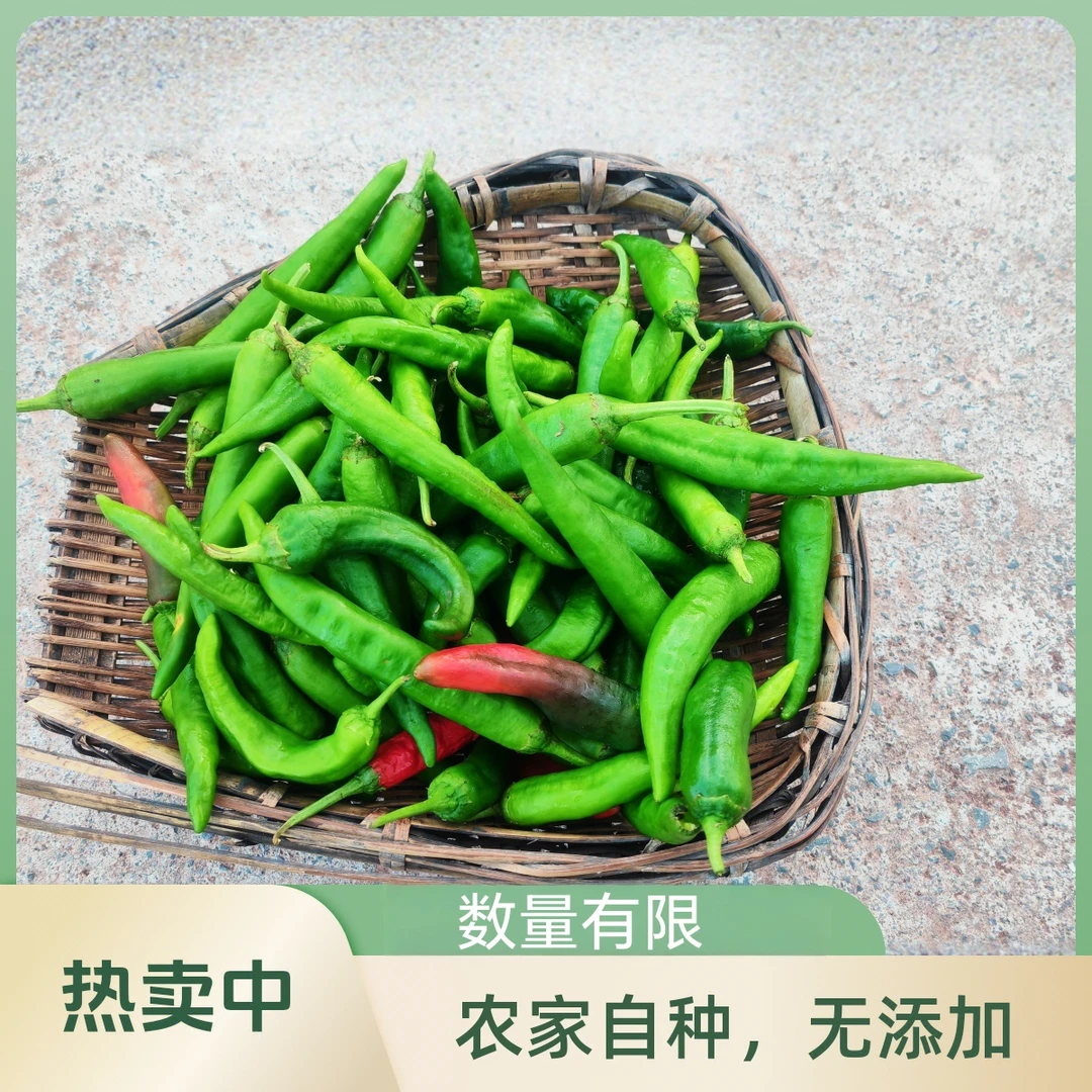农家自种新鲜现摘辣椒香辣多汁皮薄肉厚可做虎皮辣椒