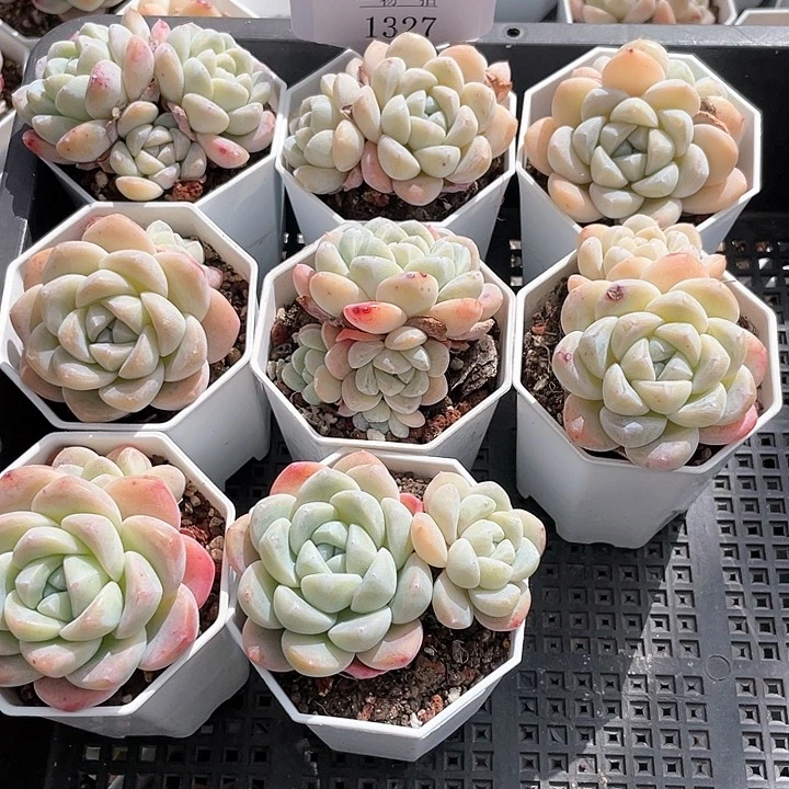 薇薇安园艺多肉1327