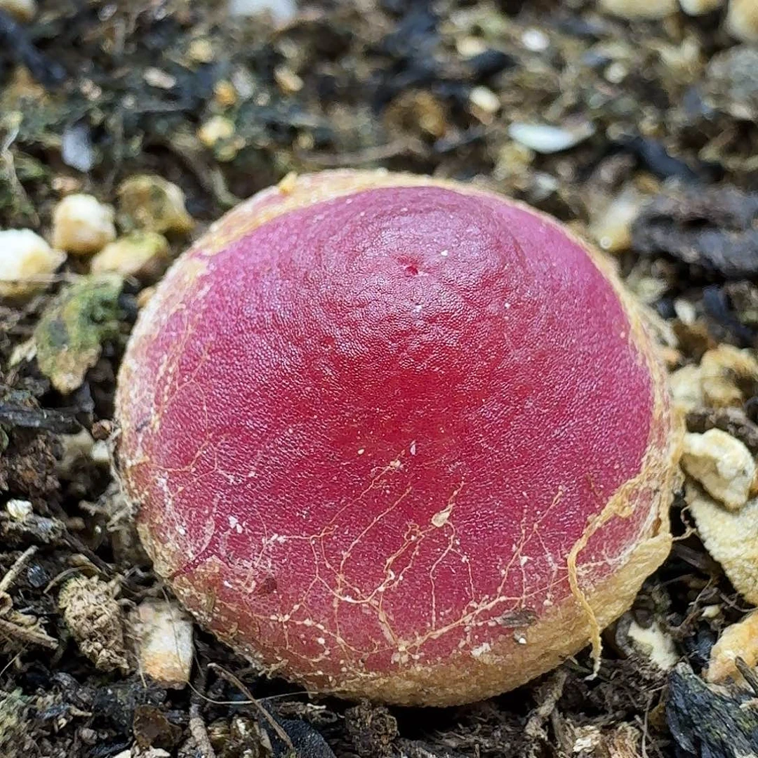 老马生石花灯泡310