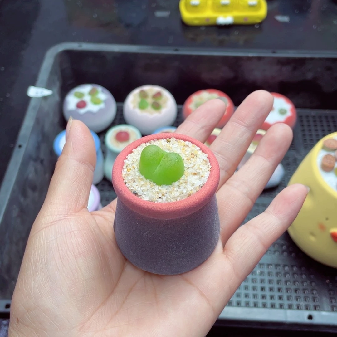 不****?w5561 带盆土发货一物一拍