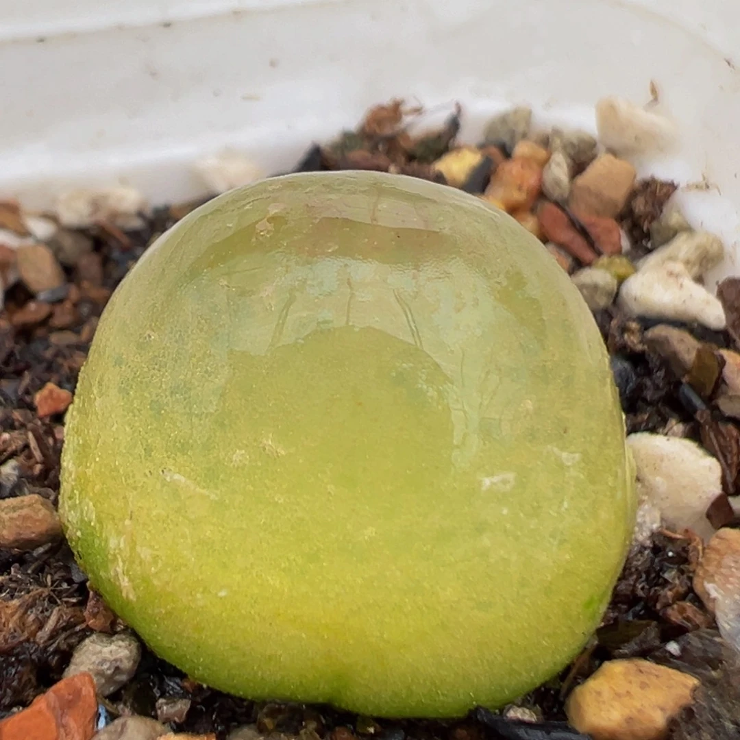 197多肉植物百科灯泡