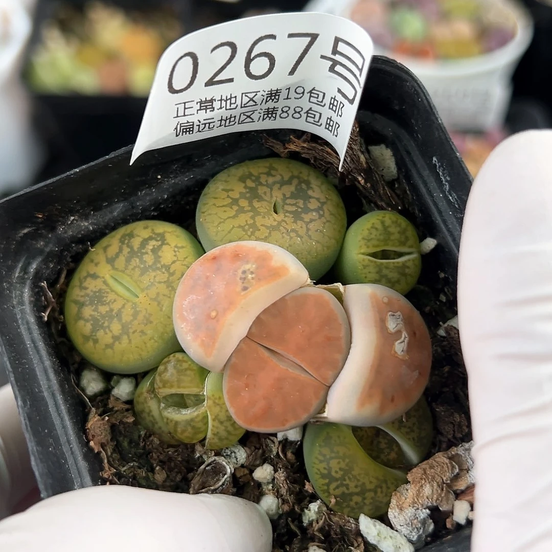 好养易活生石花大母本0267