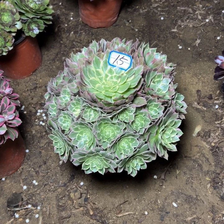 多肉植物水蜜桃15