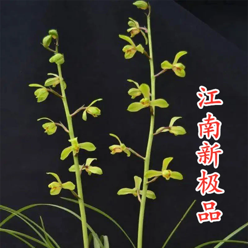 蕙兰《江南新极品》福利款