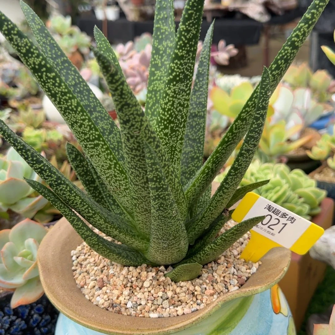 *****多肉植物不知名品种