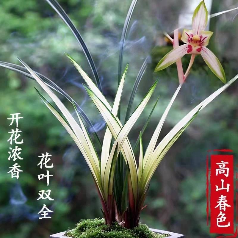 兰花苗建兰四季兰【高山春色】花艺双赏浓香型好养殖室内绿植花卉