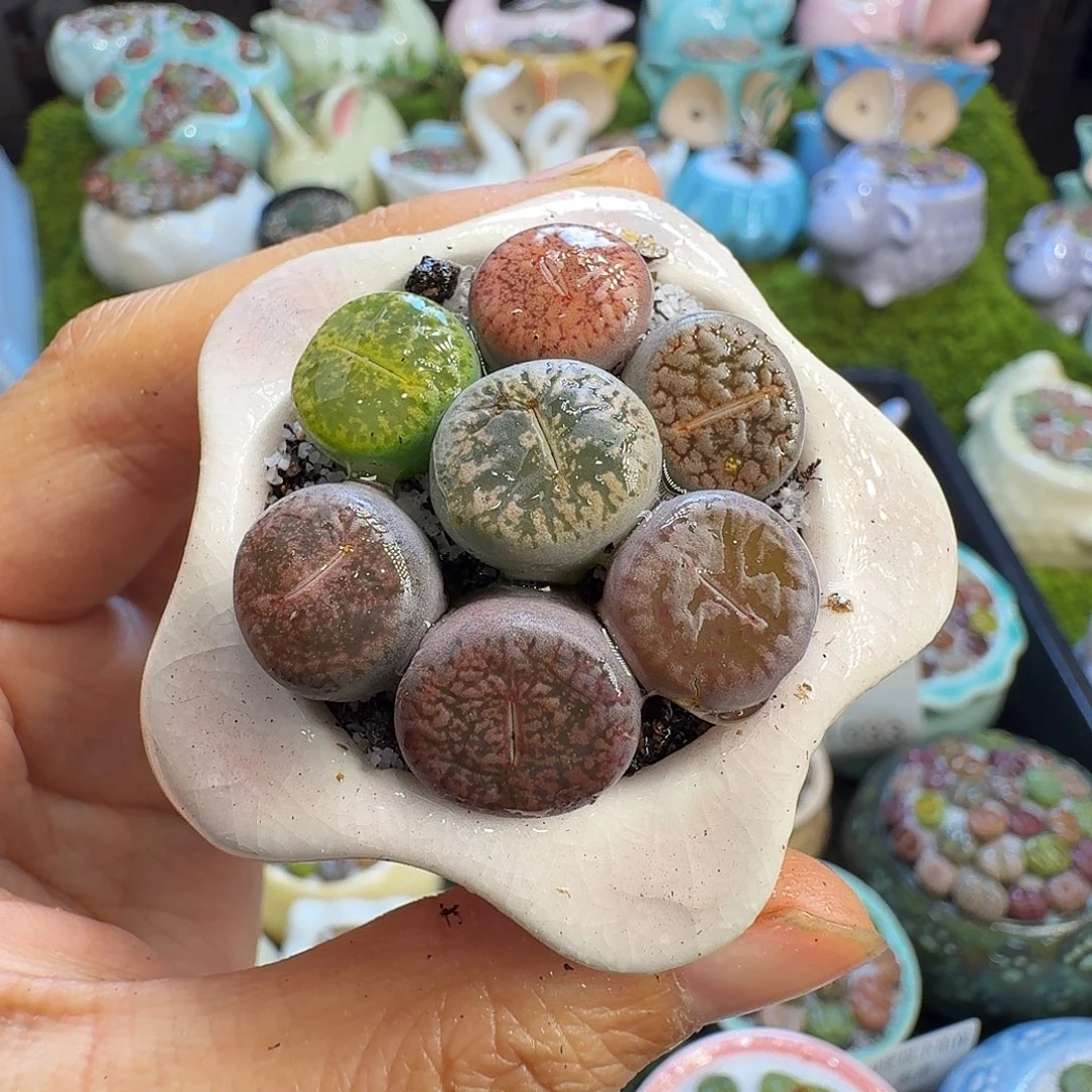 多肉植物开播福利1034