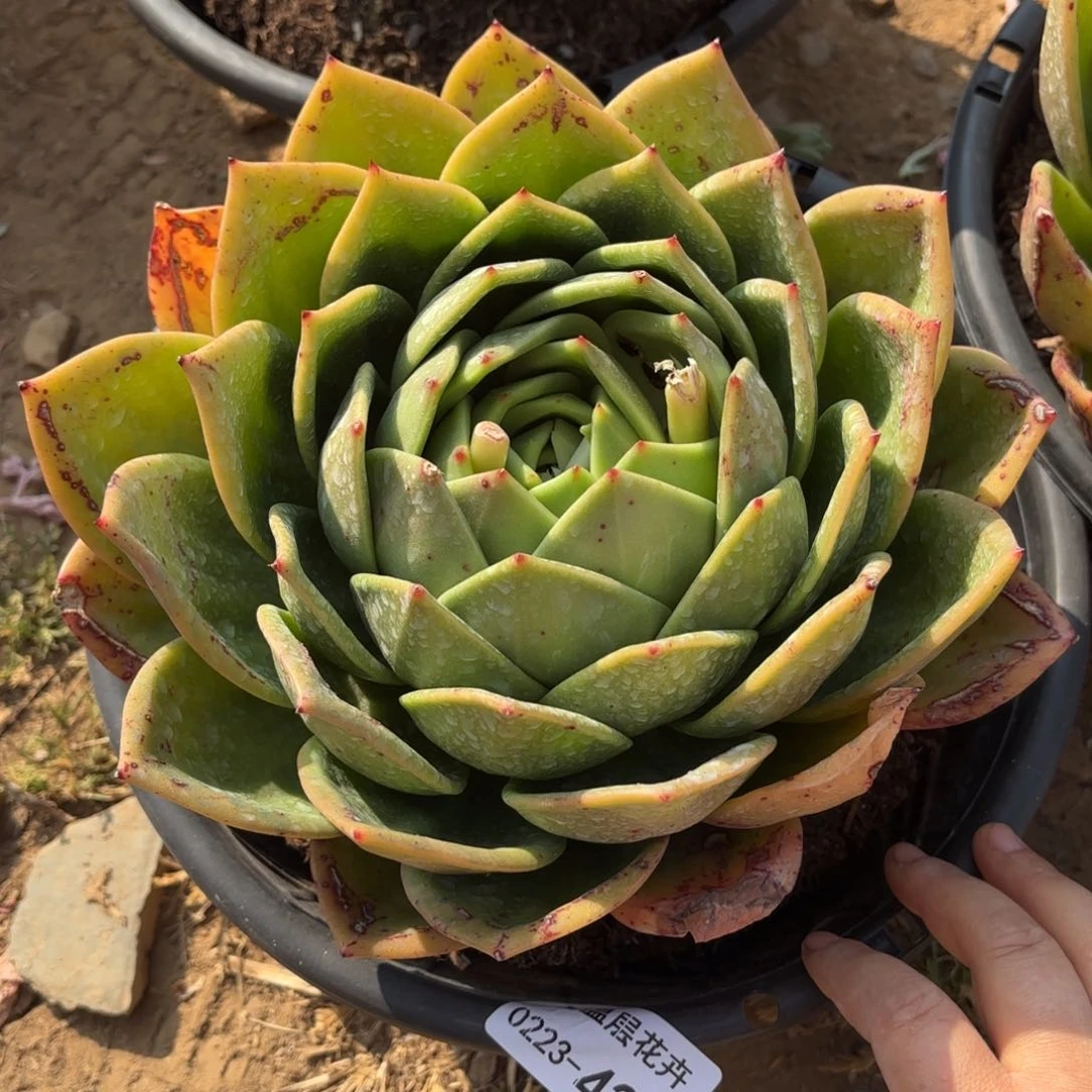 同温层多肉翠花42