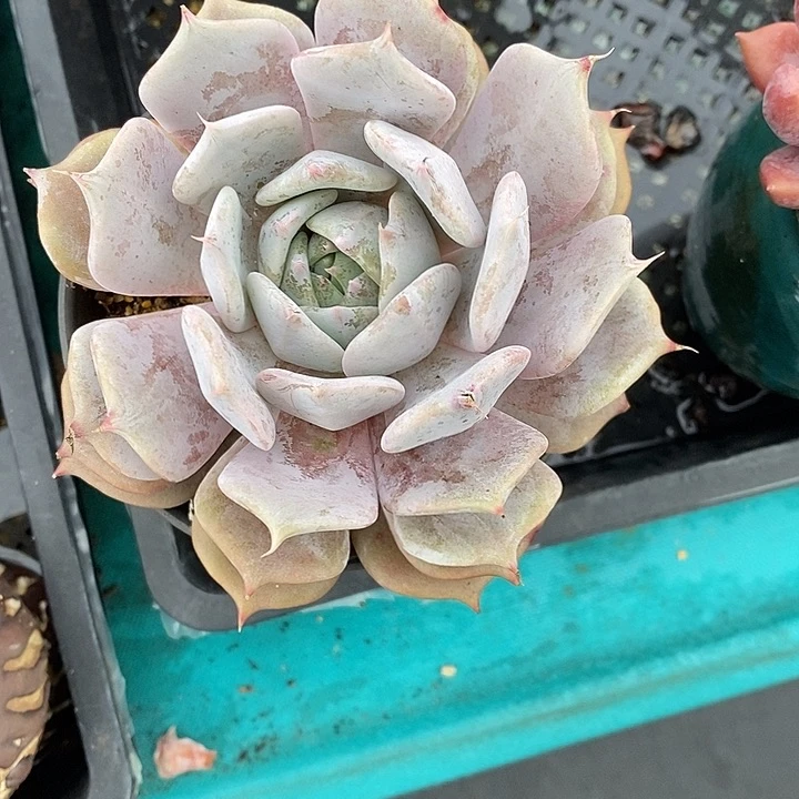 依*784多肉植物老桩