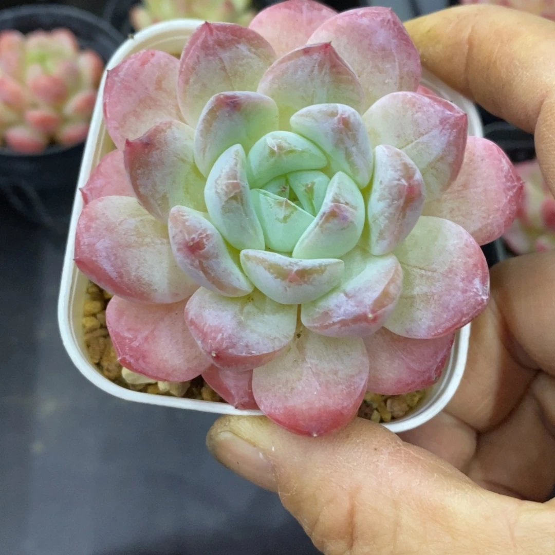 精品多肉一物一拍不包整254