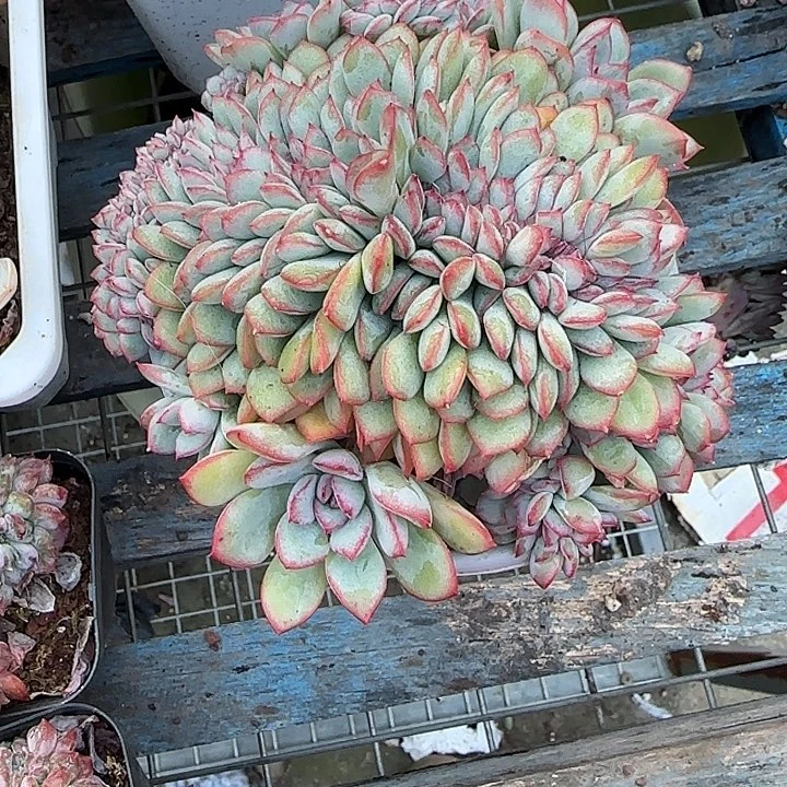 青蛙王子儿童牙膏套装11