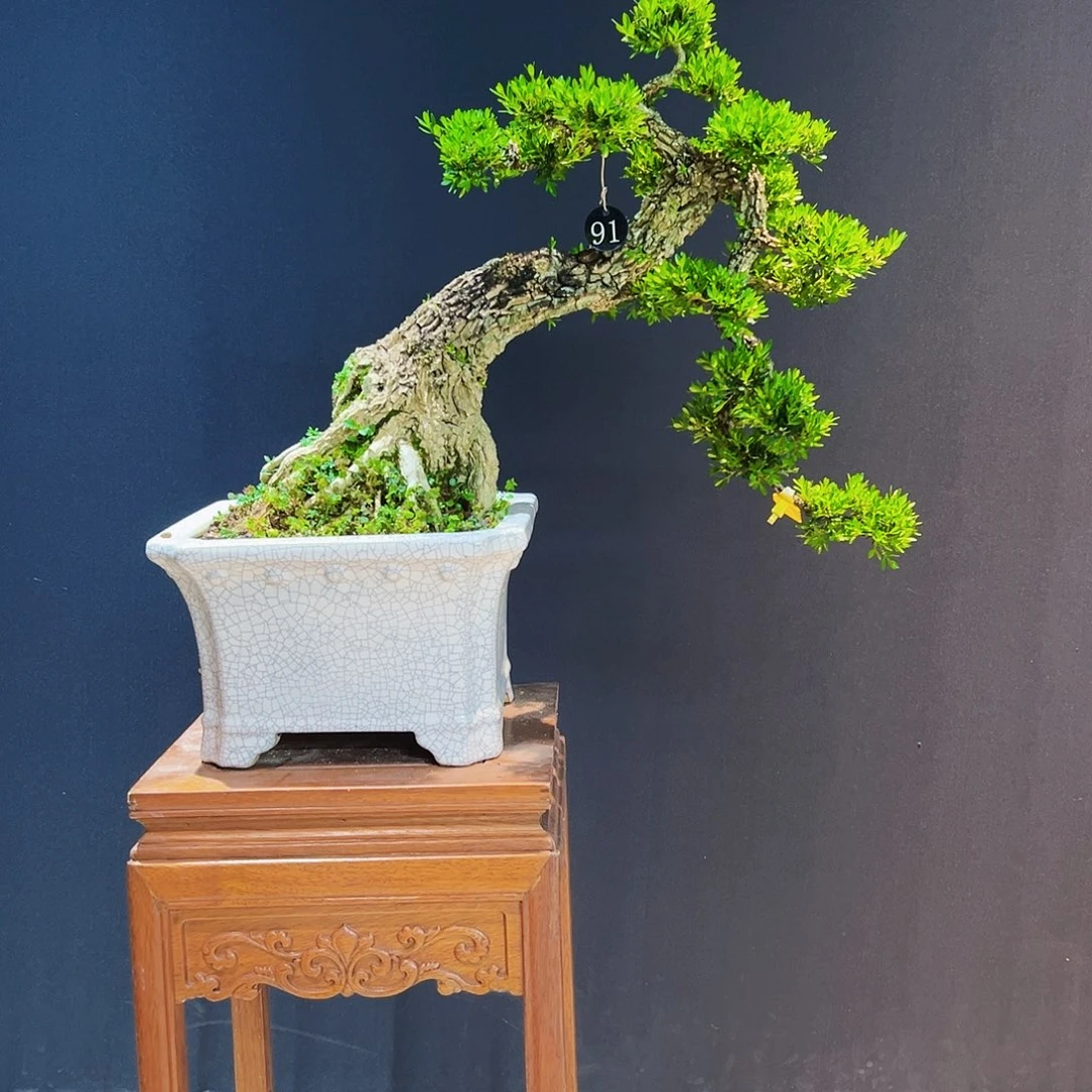 当前无花朵，栽培后可花朵