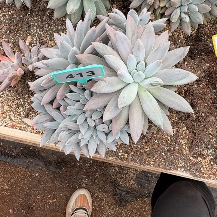 ****嫣多肉植物哥特群413