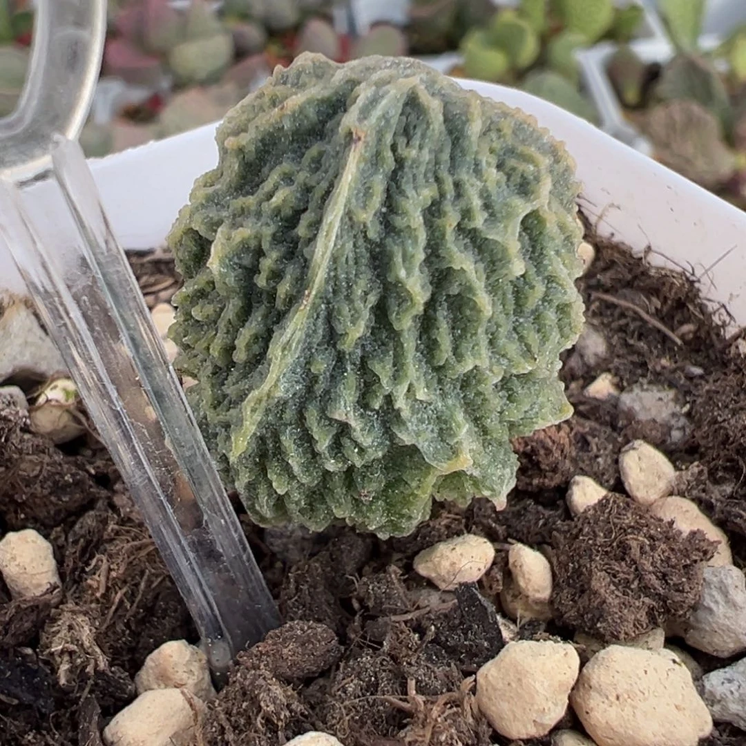 实生新品倒刺纹实生大苗