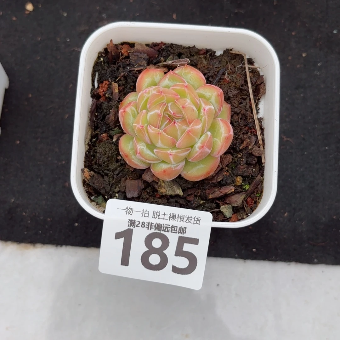 雪花珍妮带桩无盆土发货