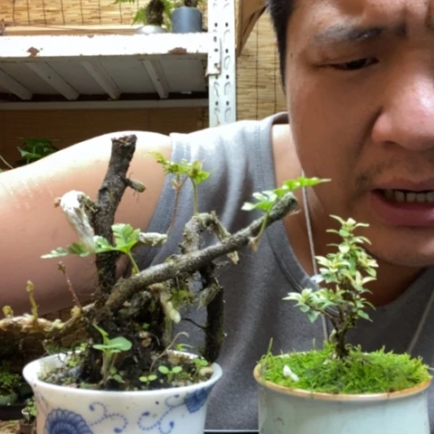 红陶一物一拍所见即所得206