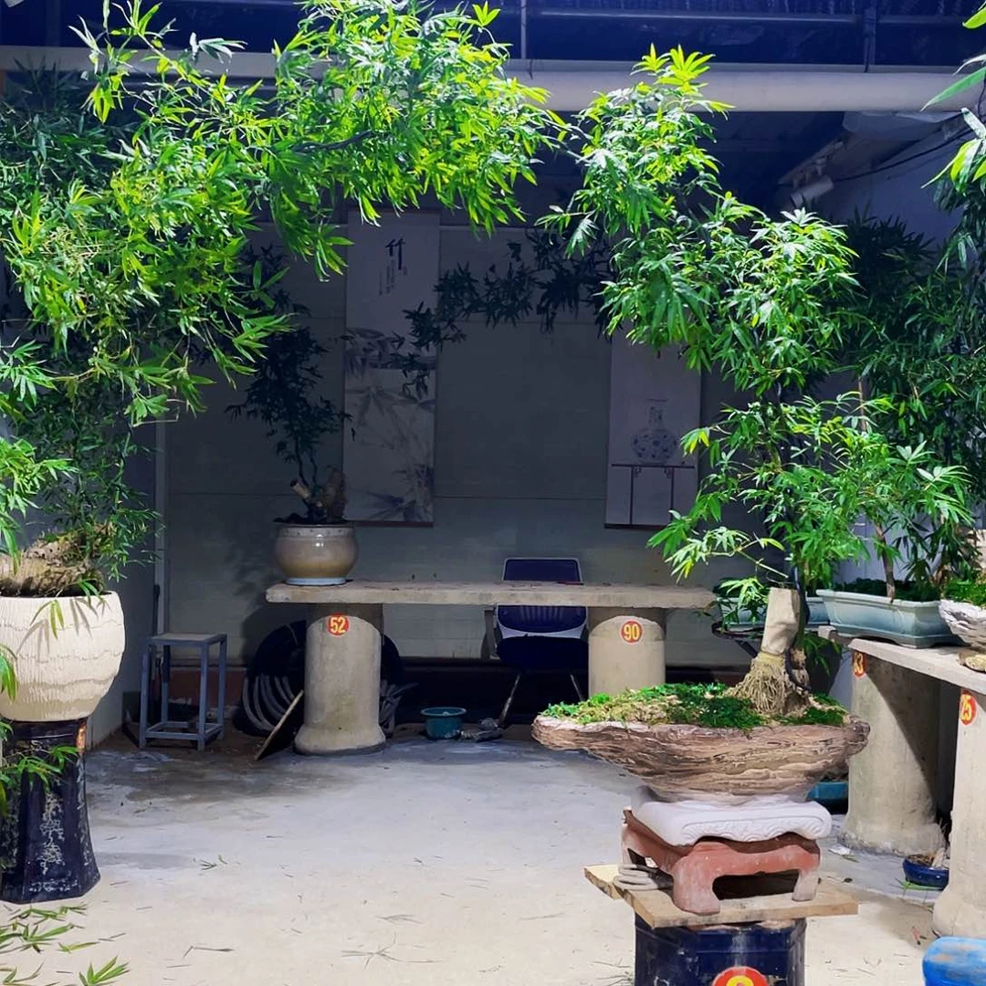 无花朵采*小叶簕竹熟桩陶瓷盆一物一拍