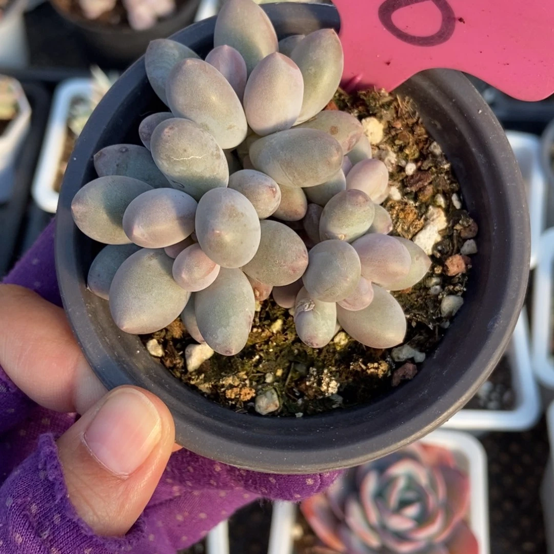 8汤圆多肉植物多肉