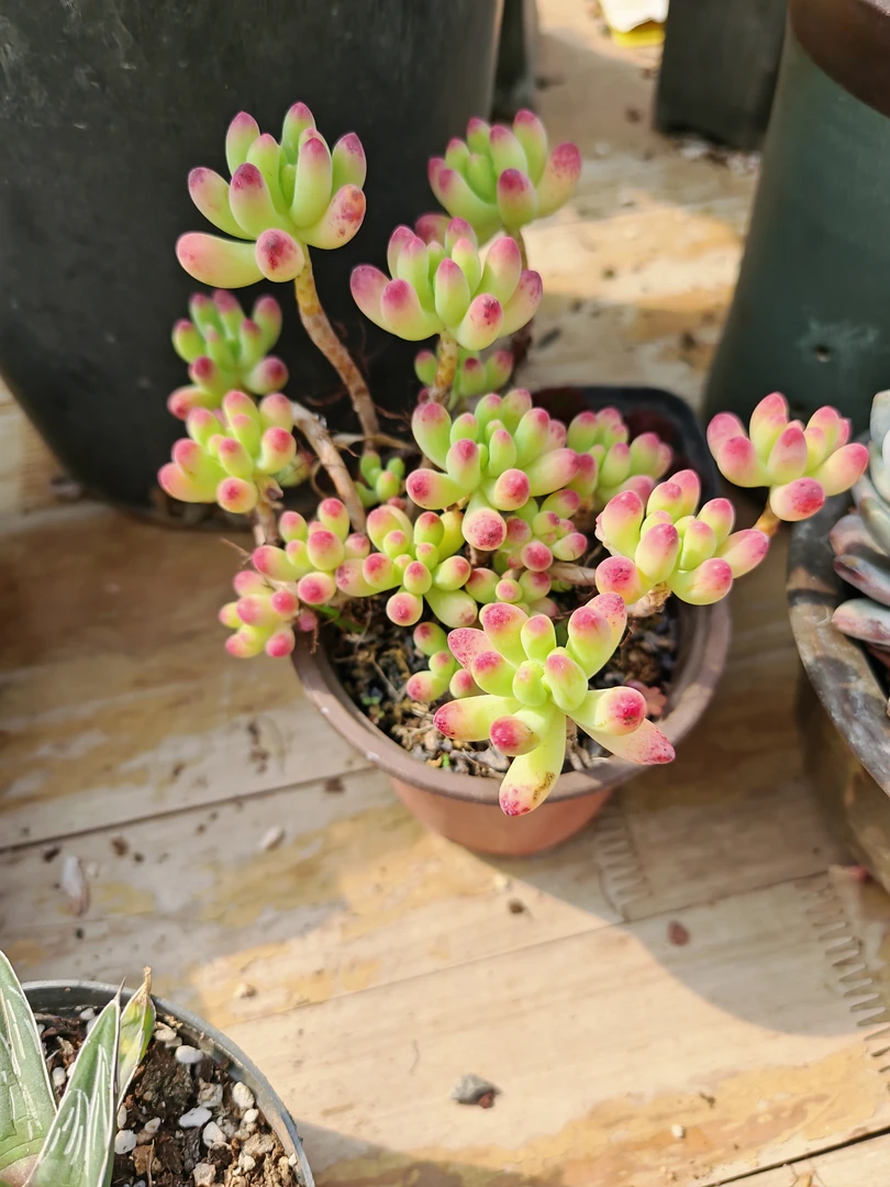 多肉一物一拍，H651-700号新疆西藏不包邮）