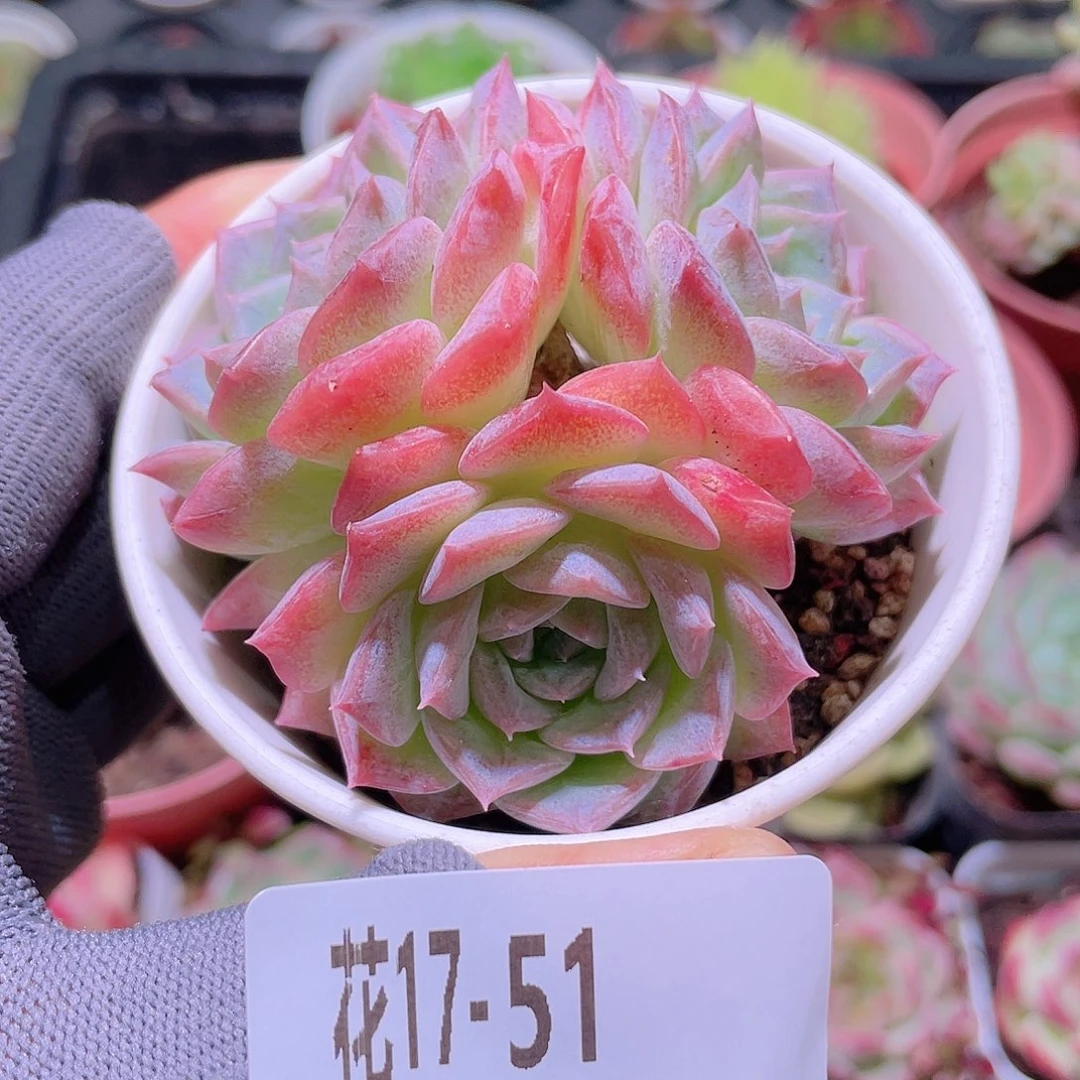 花利美17-51纯爱