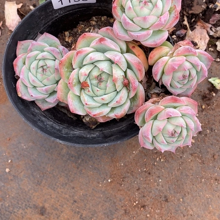 不***调精品多肉植物1153