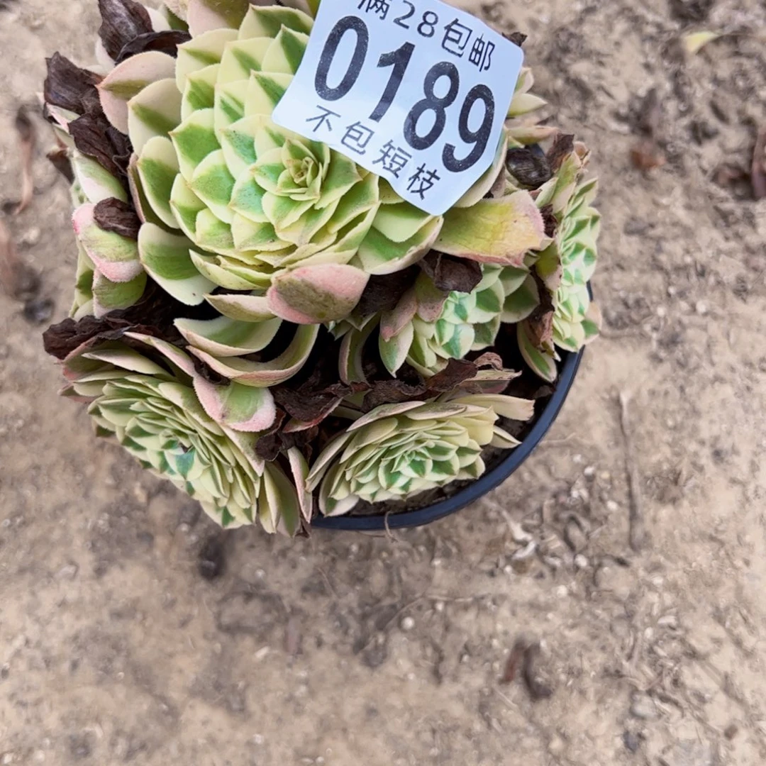 0189倾城多肉植物法师