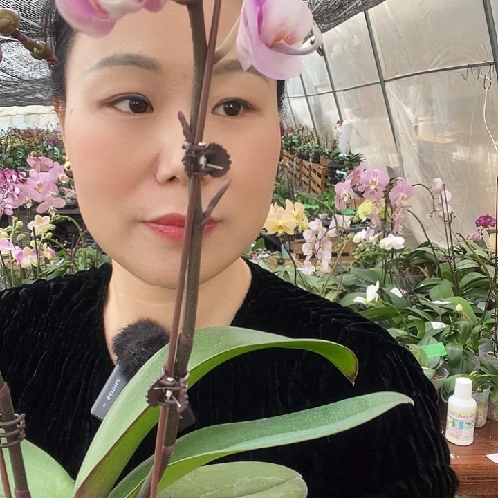 无花朵梦幻情人蝴蝶兰