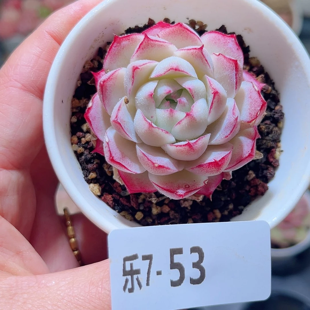 乐7-53 女王 微瑕