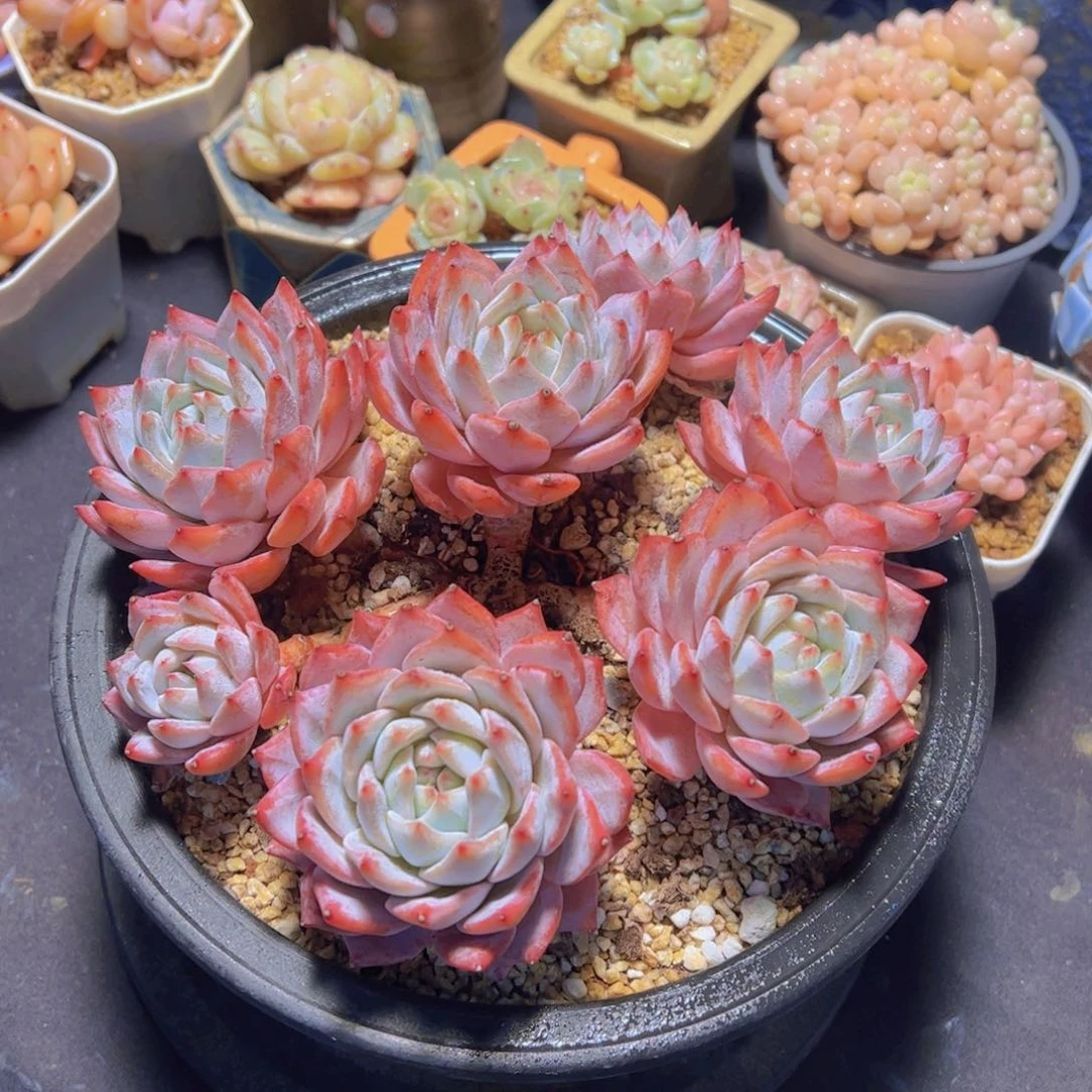 象*粉蓝鸟，多肉植物