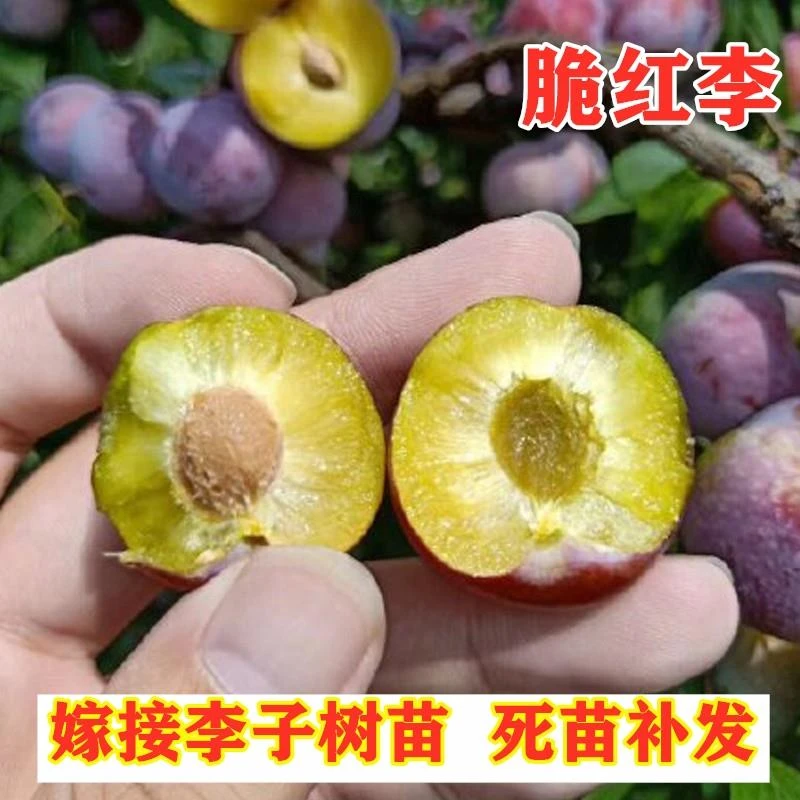 脆红李树苗南北方种植四川脱骨李苗盆栽地栽空心李果树苗当年结果