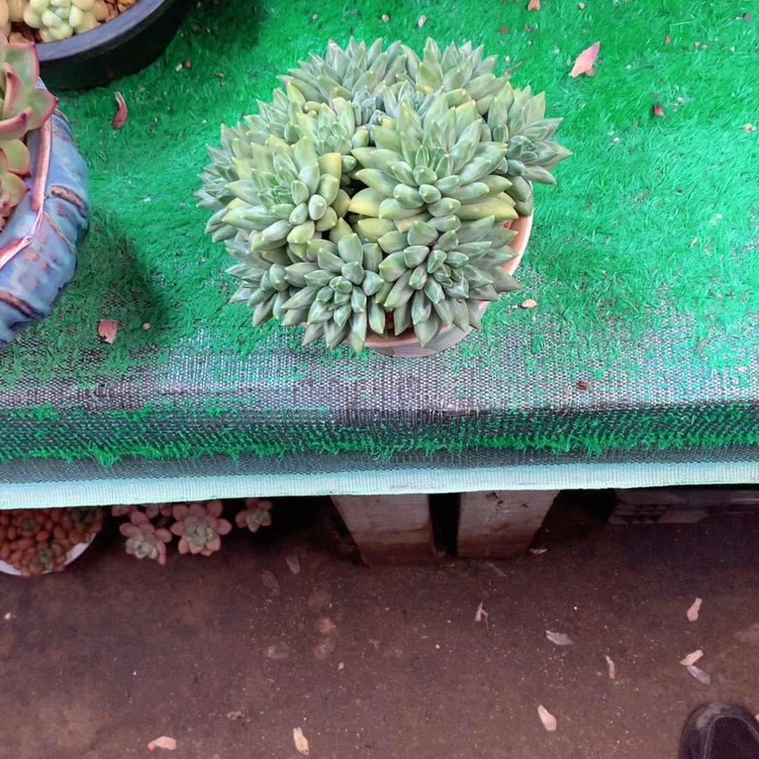 敏***言一物一拍一物一拍