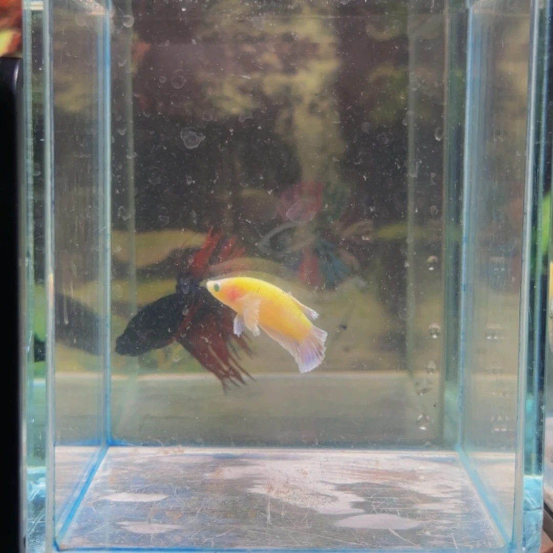 海水鱼帮帮这个小朋友好的小