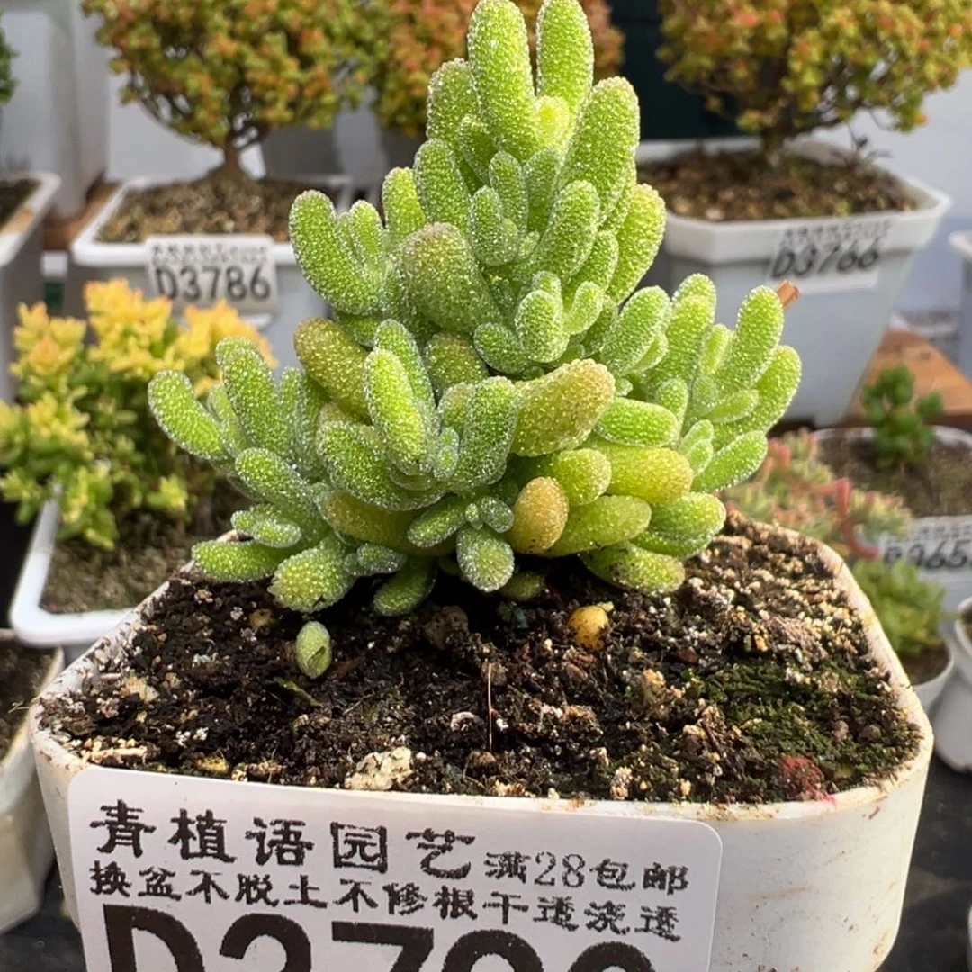 D3790冰晶一物一拍需凑单