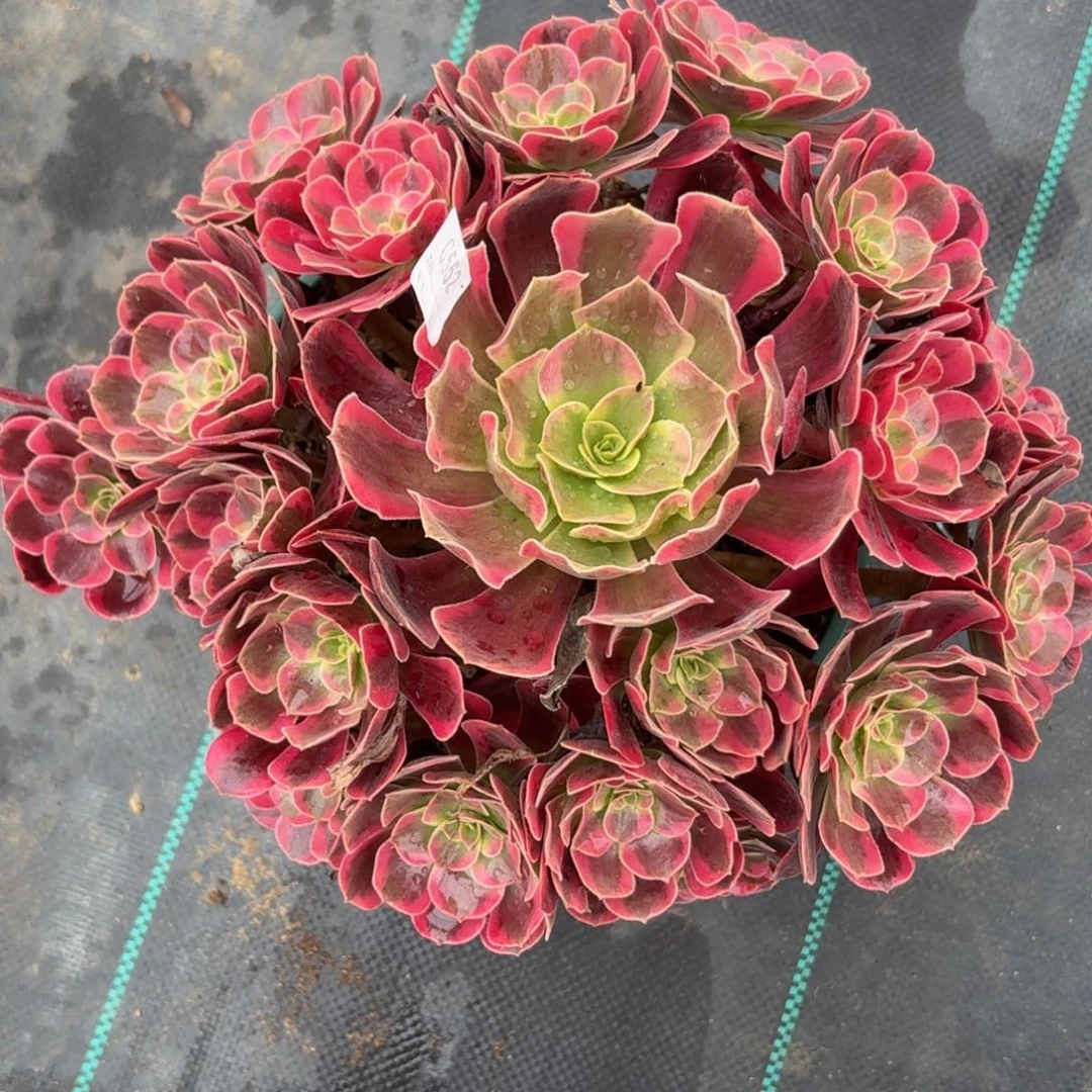 552凤冠多肉植物多肉植物