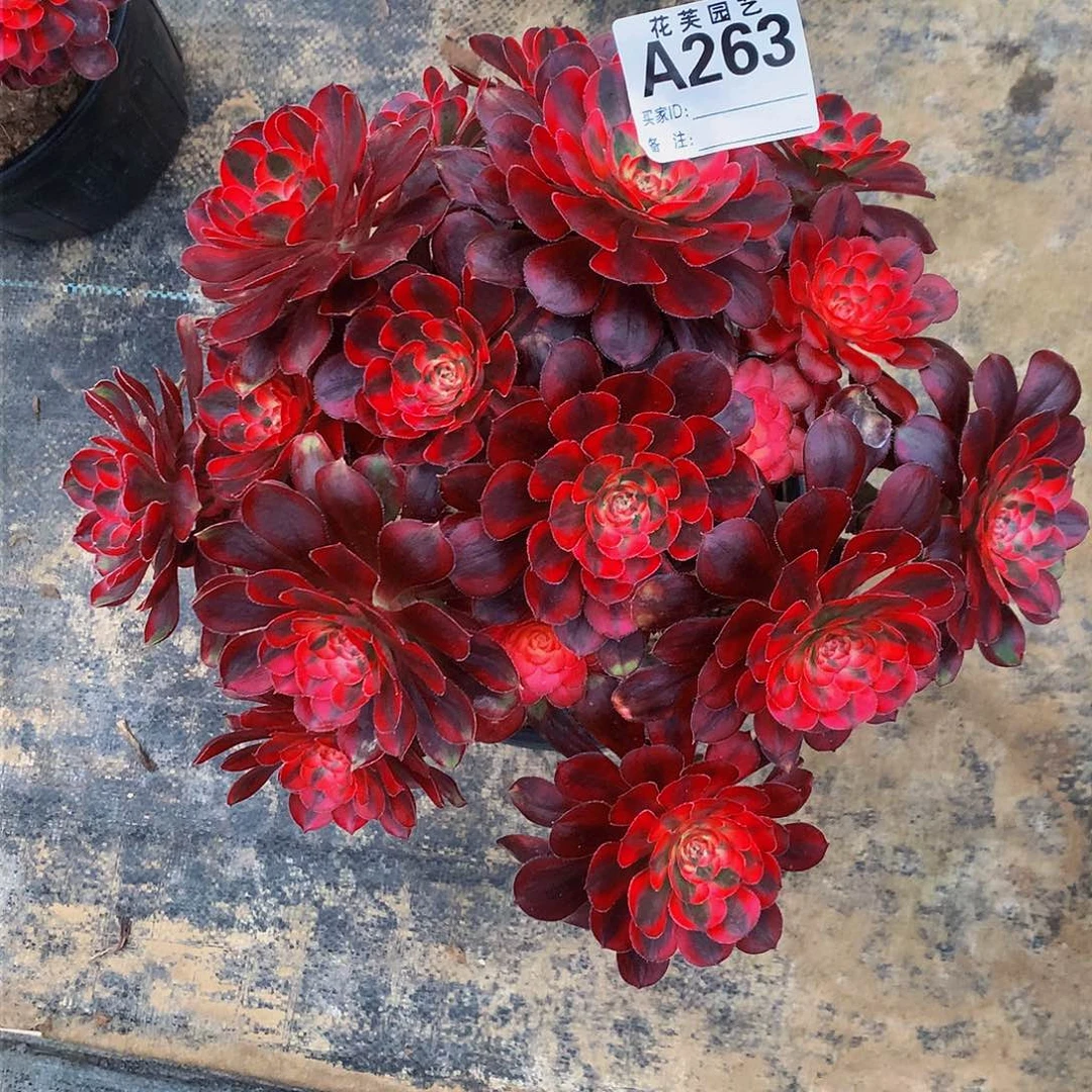 263多肉法师香奈儿