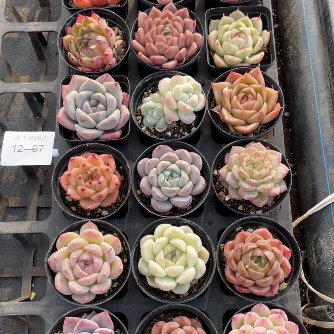 一物一拍18棵12-97