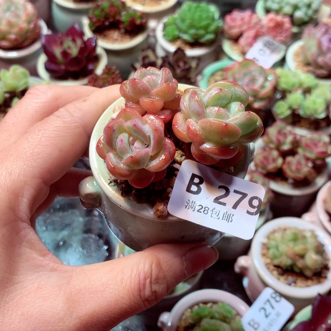 精控拇指盆多肉B279