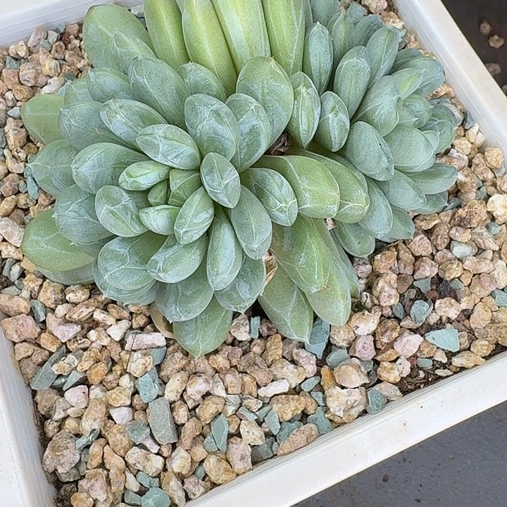 多肉植物百达翡翠福利炸