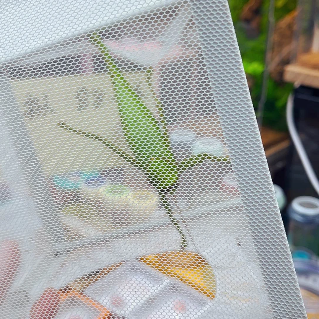 特价巨拟1条哈哈哈