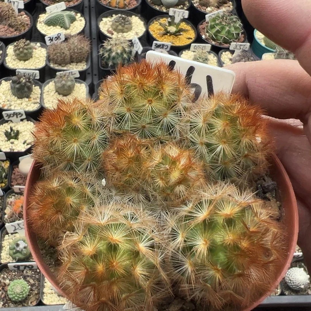 661红刺嘉文丸实生仙人球