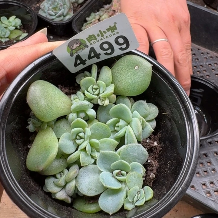 多肉植物多肉植物