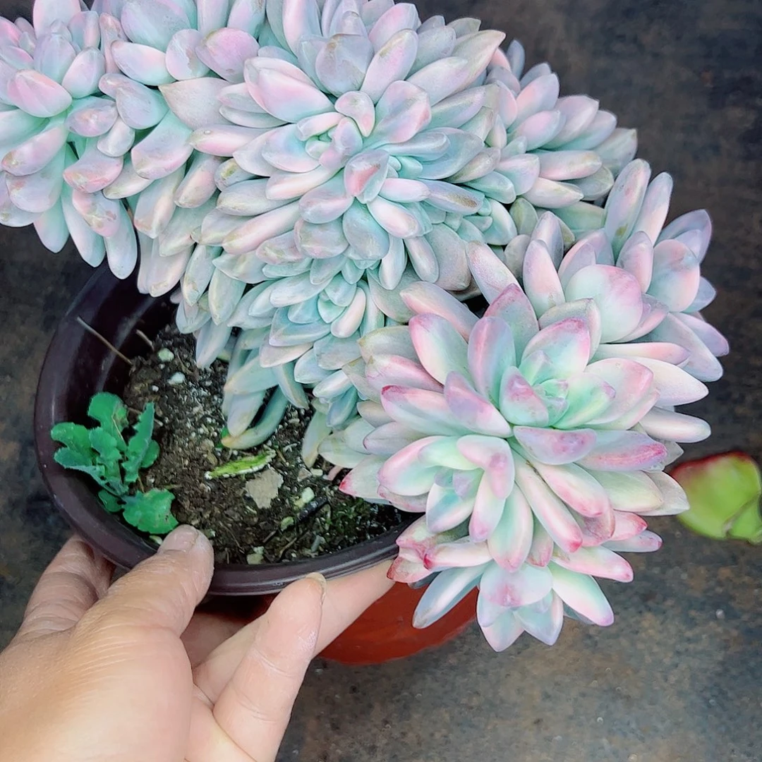 淡雪锦缀化，一物一拍