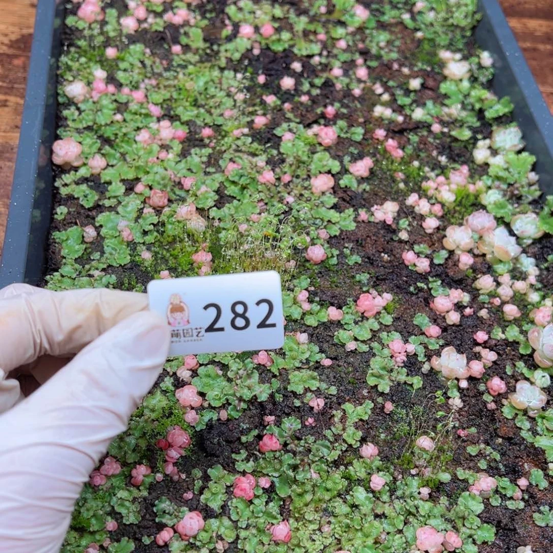 一****轩多肉植物多肉植物