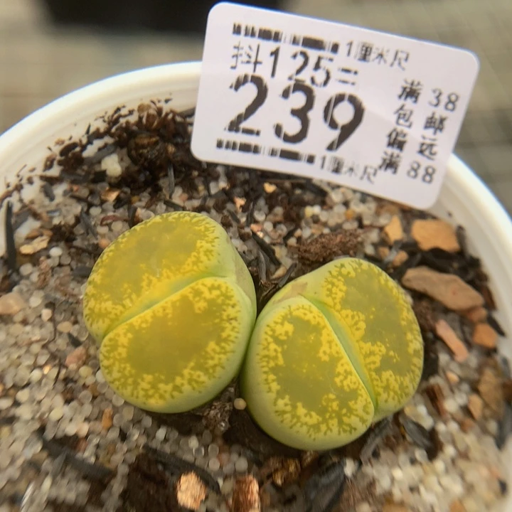 抖***谱精品生石花125.239