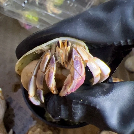 2口紫路粉白紫路紫路