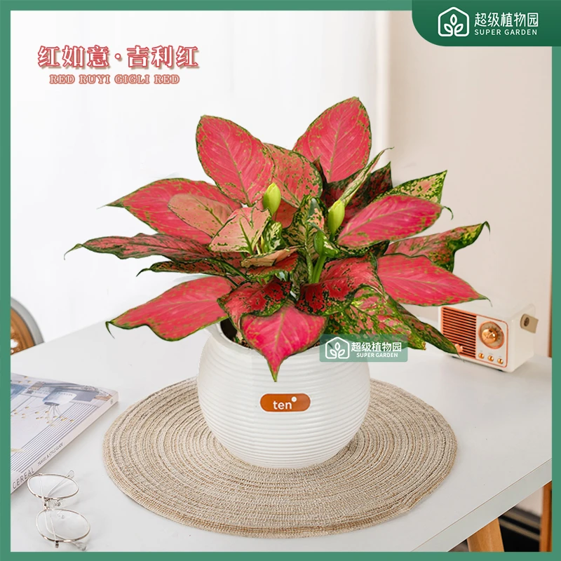 红如意吉利红室内好养护办公桌面绿植红色观叶美观鲜活植物