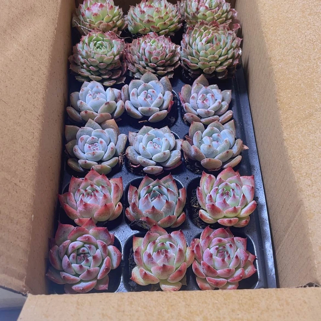 【闪购商品】么****笑18颗-160